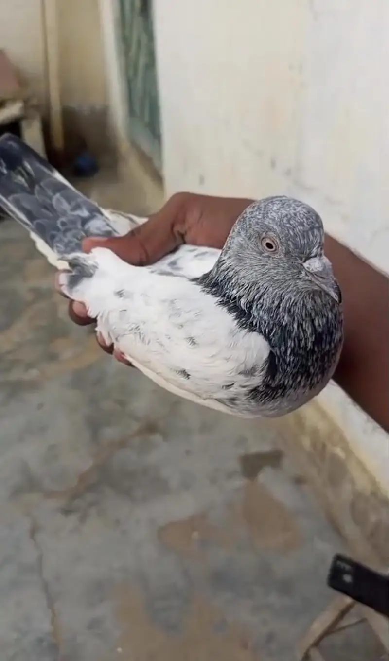 High Flyer Pigeons — photo 4