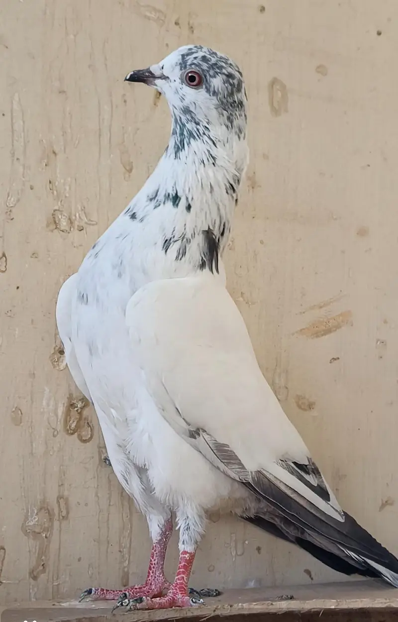 High Flyer Pigeons — photo 7