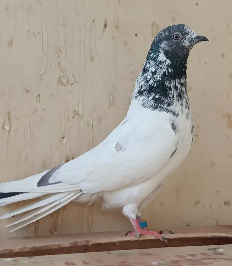 High Flyer Pigeons — photo 8