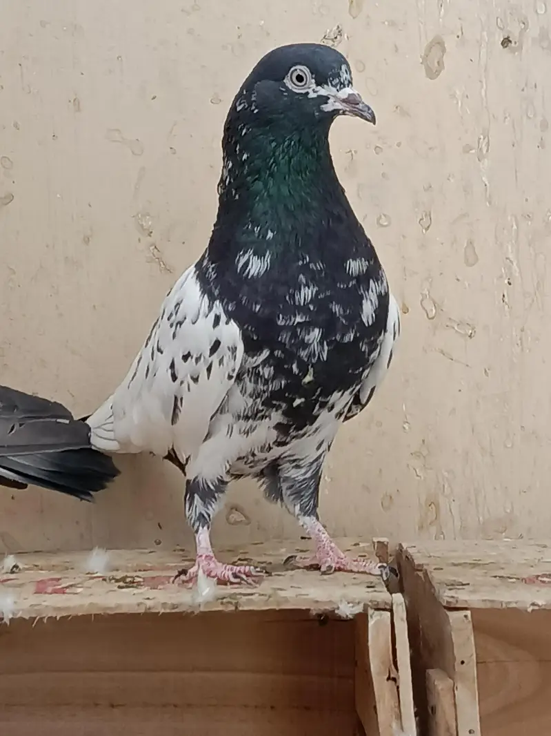 High Flyer Pigeons — photo 9