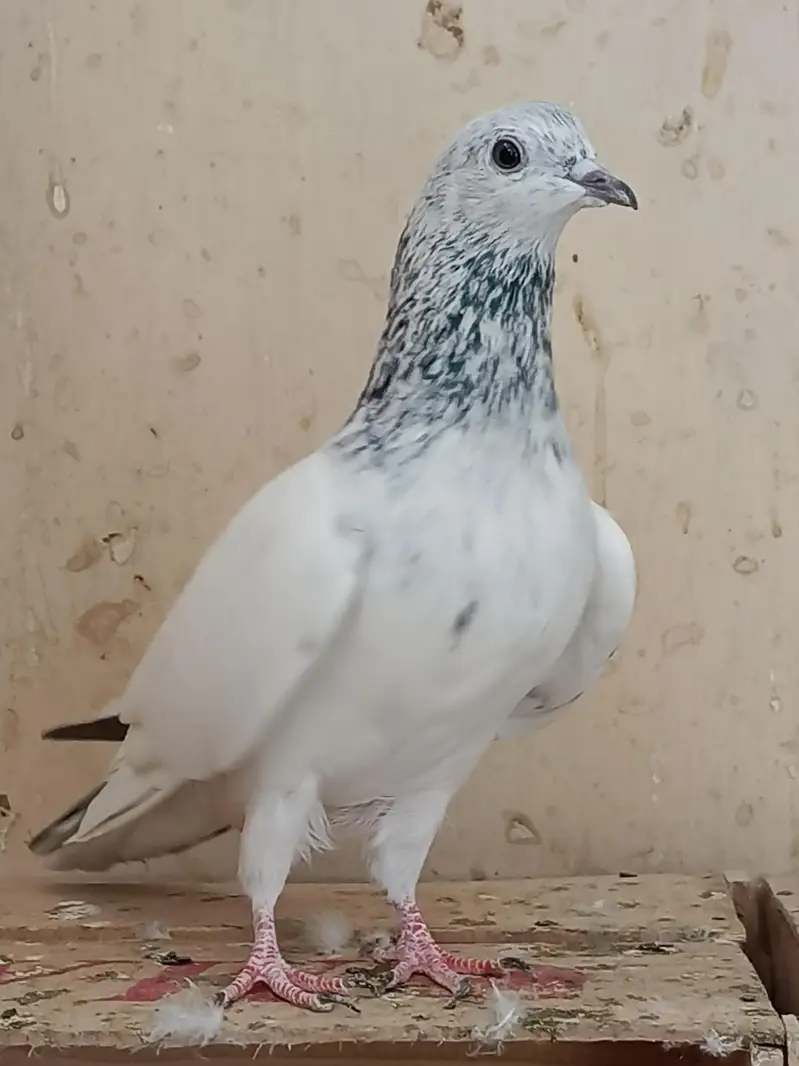 High Flyer Pigeons — photo 10