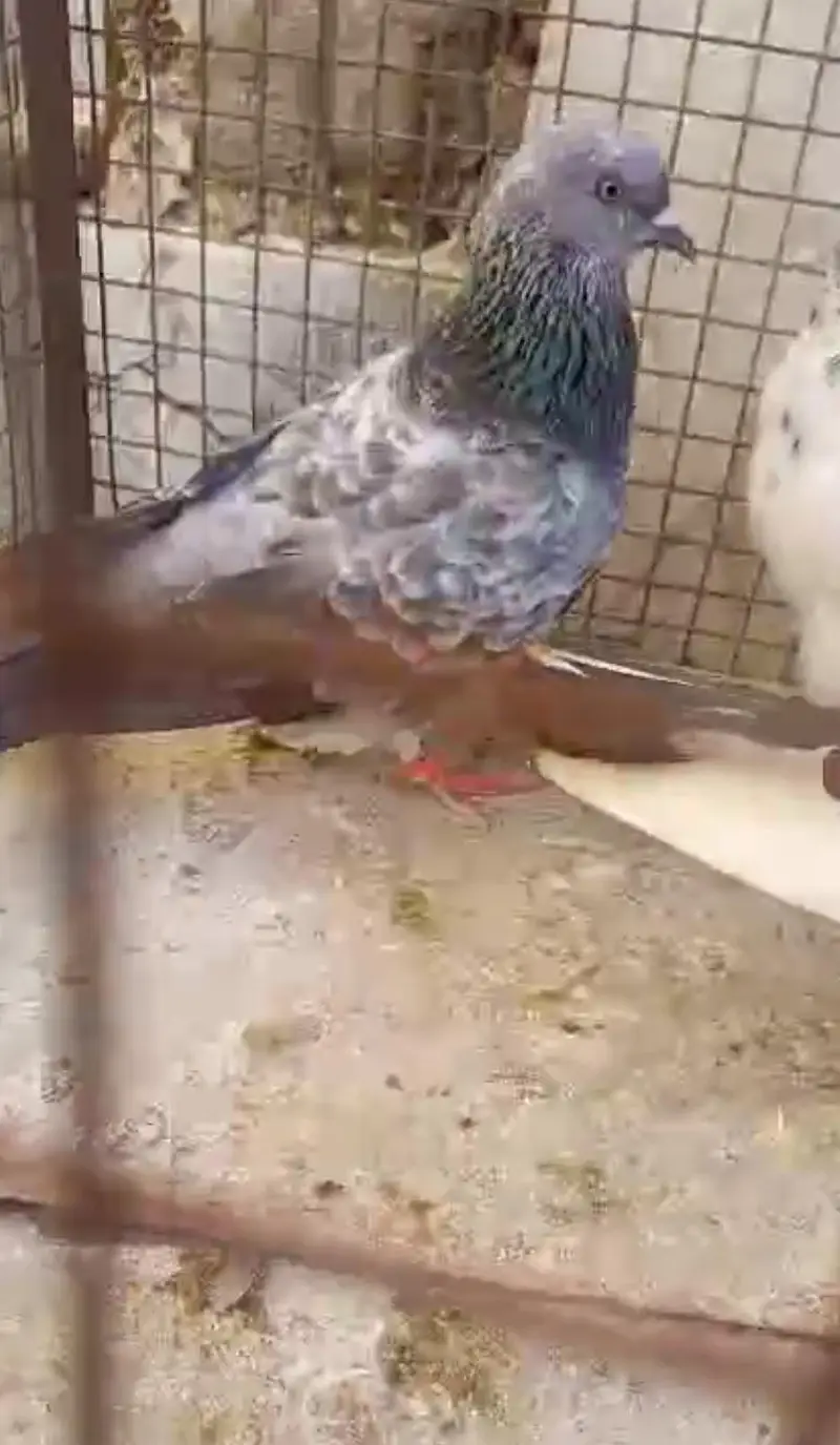 High Flyer Pigeons — photo 11