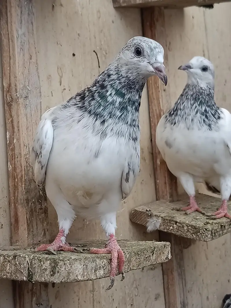High Flyer Pigeons — photo 12