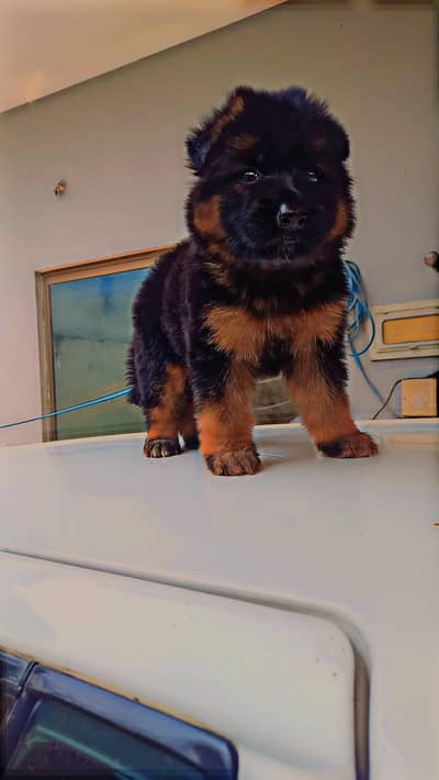 German shepherds long coat pink Pedigree