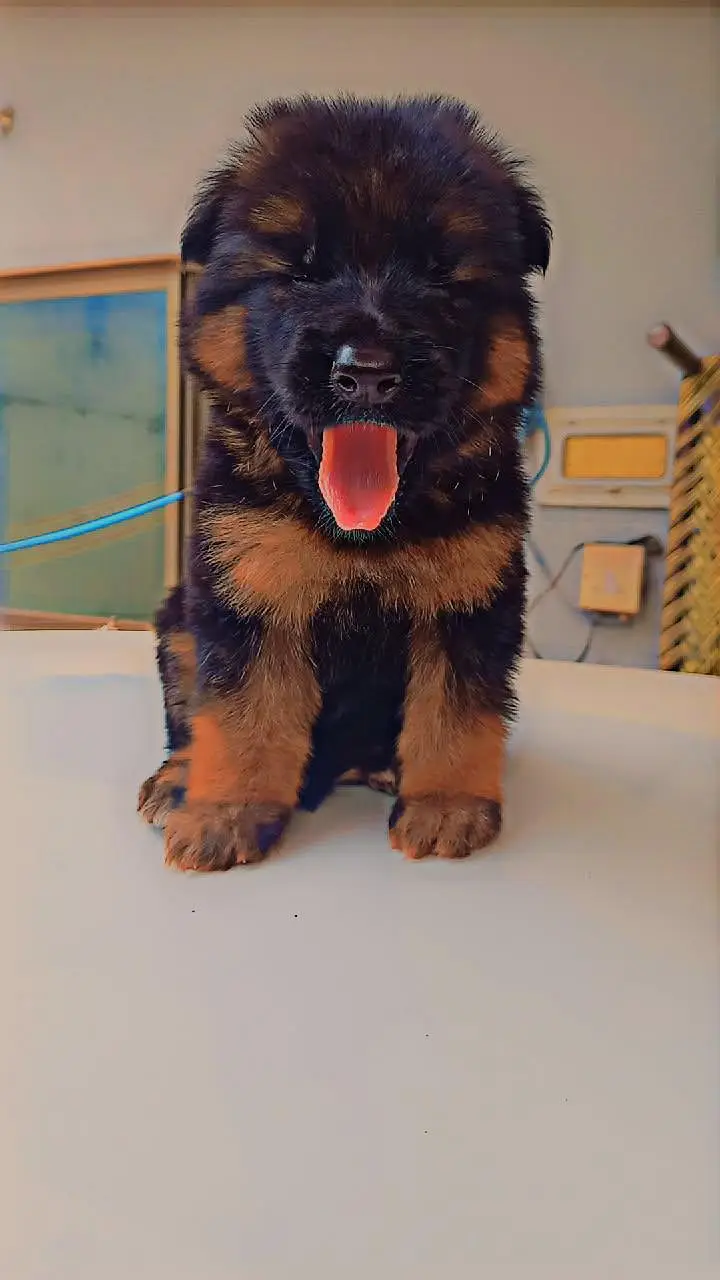 German shepherds long coat pink Pedigree — photo 3