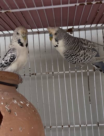 Undersize TCB Pair Exhibition