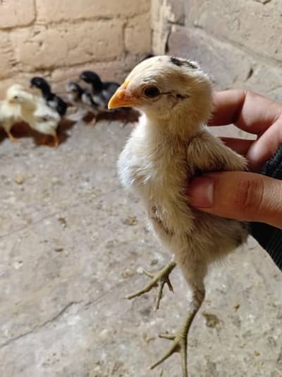 heigh quality chiks burmi plus pakoy sabaz nalio ma