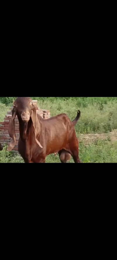 pure nagra beetal bkra