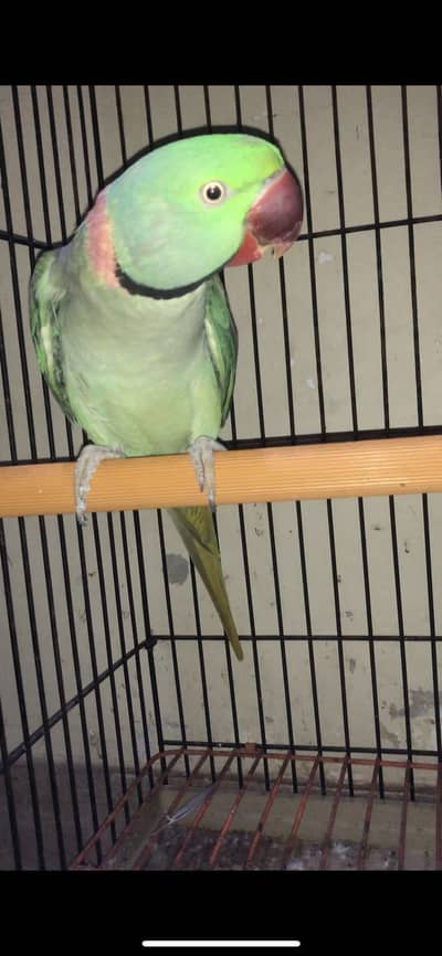 Green parrot