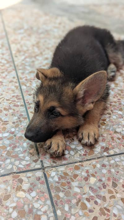 German shepherd double coat pure genes dog for sale