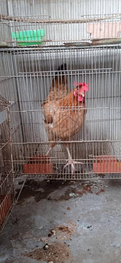 hen available for sale