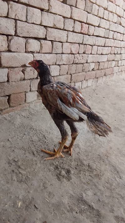 Purr aseel murg