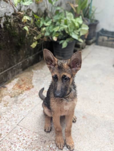  Purebred Champion Line GSD Double Coat – 3 Months Old  German