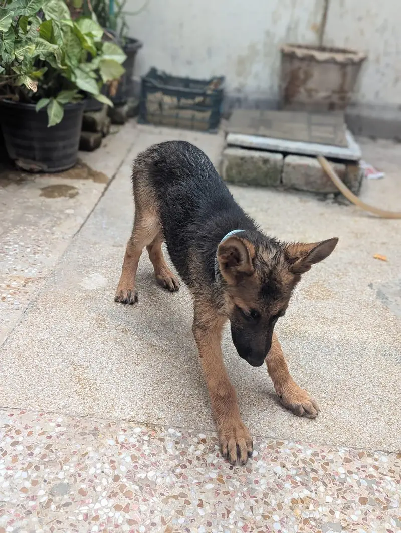  Purebred Champion Line GSD Double Coat – 3 Months Old  German — photo 2