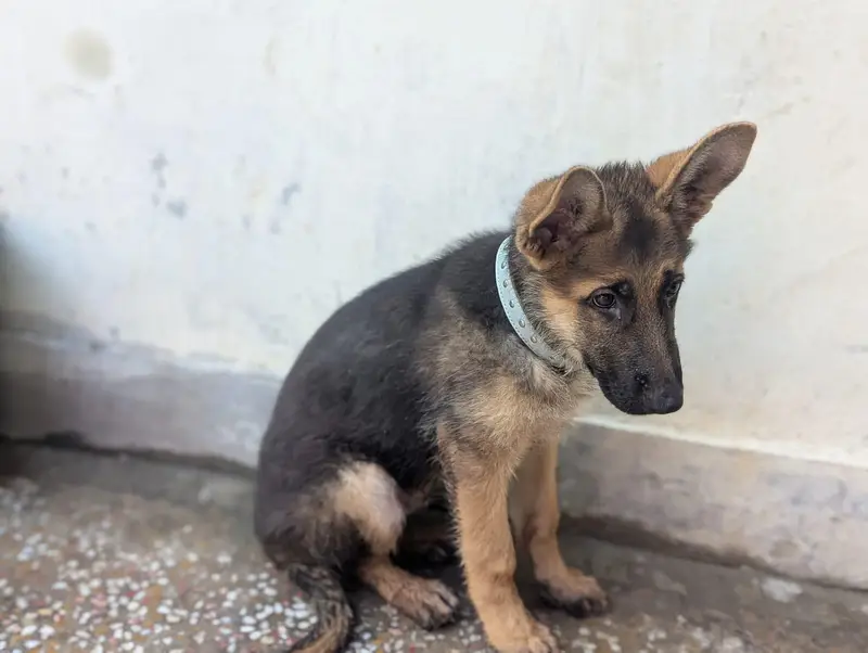  Purebred Champion Line GSD Double Coat – 3 Months Old  German — photo 6