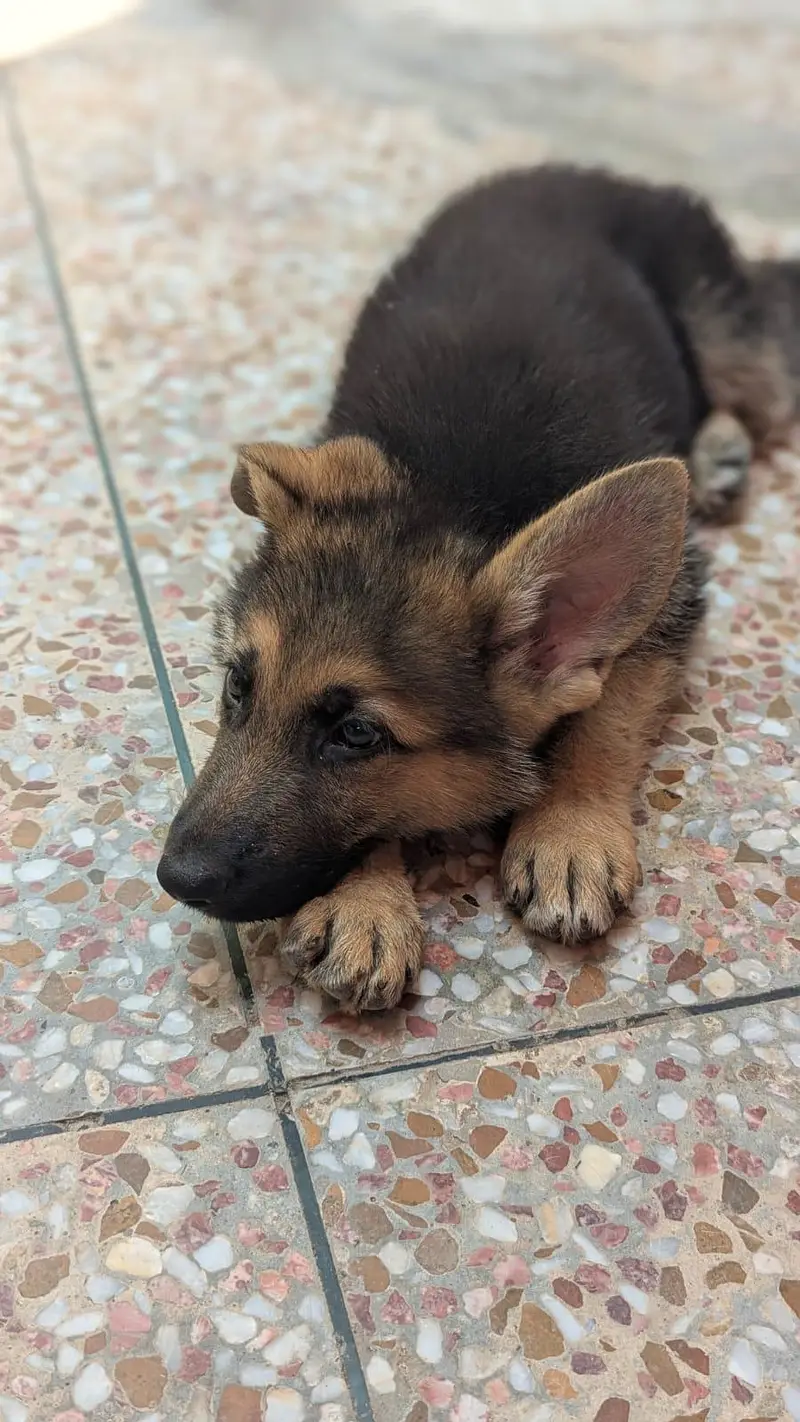  Purebred Champion Line GSD Double Coat – 3 Months Old  German — photo 7