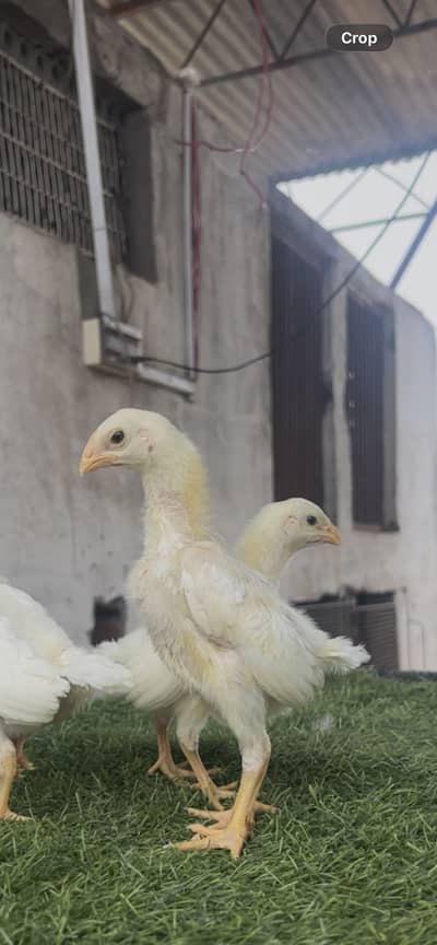 Aseel/Shamo/Aseel chicks/White shamo/Black shamo/chicks/Murga