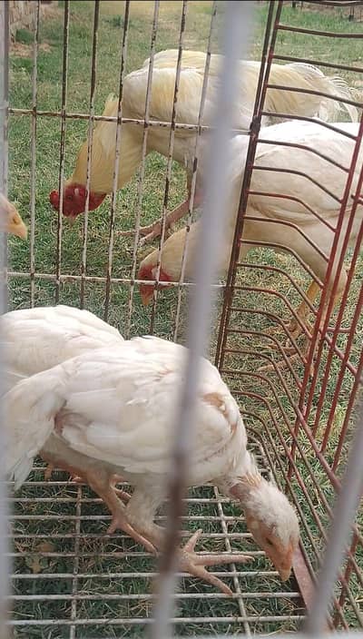 chicken