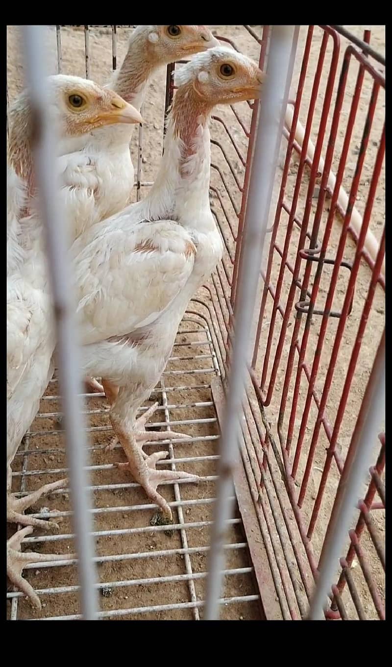 CHICKS/HEN/ROOSTER 1