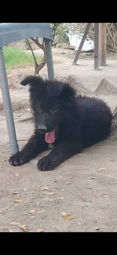 German shepherd long coat puppies