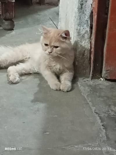 Persian cat for sale golden colour triple coted