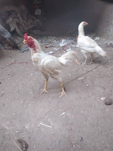 aseel Hera murga or aseel shamoo murgi