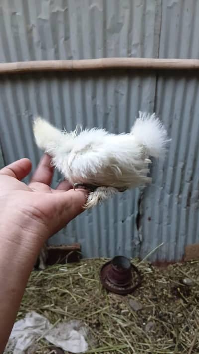 Silkie Chicks five finger