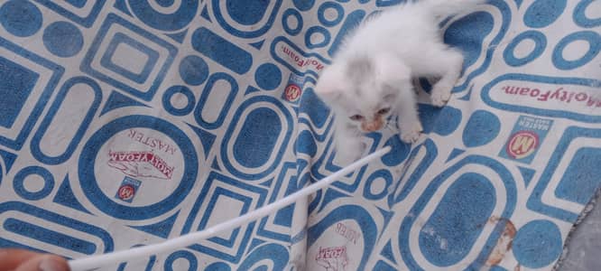 Persian Double Coated Kitten For Sale