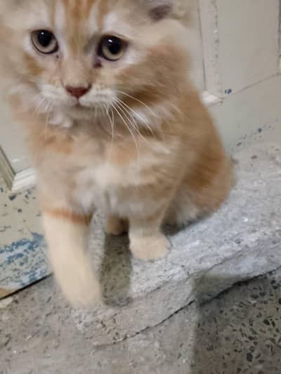 Persian cat