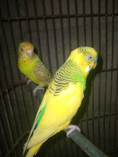 budgie