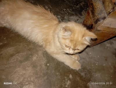 Persian cat for sale triple coted