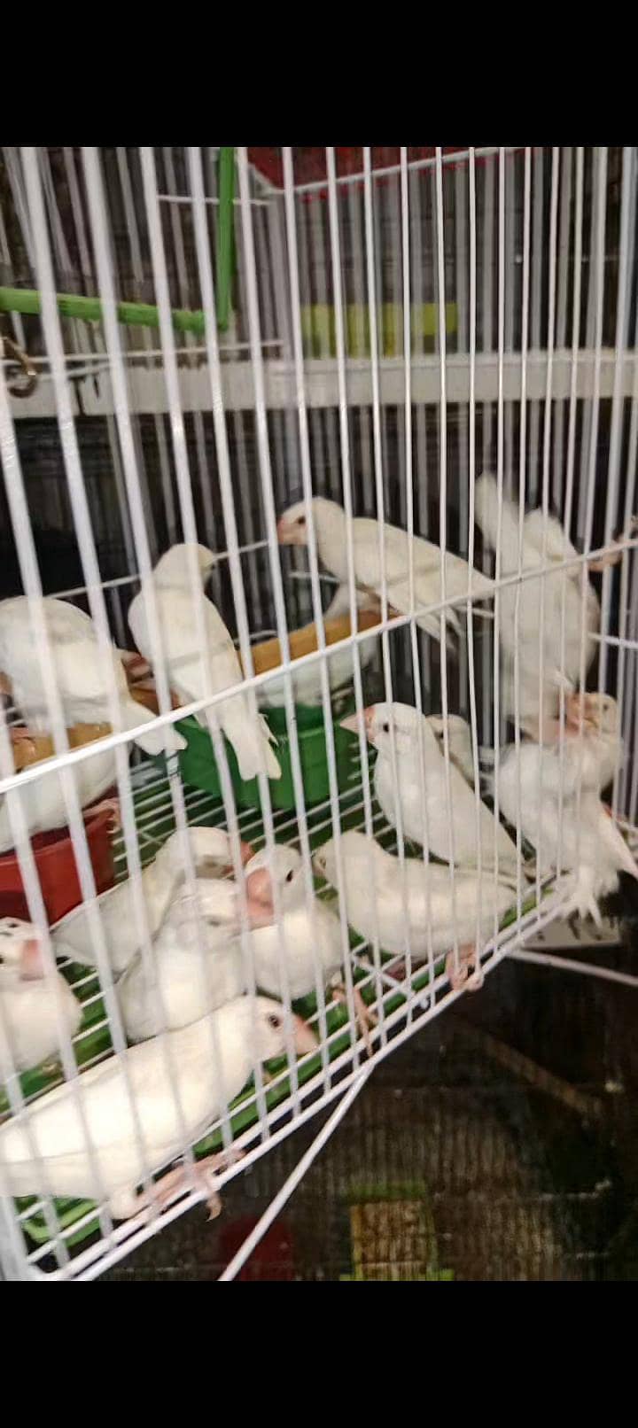 conure java lovebirds 0