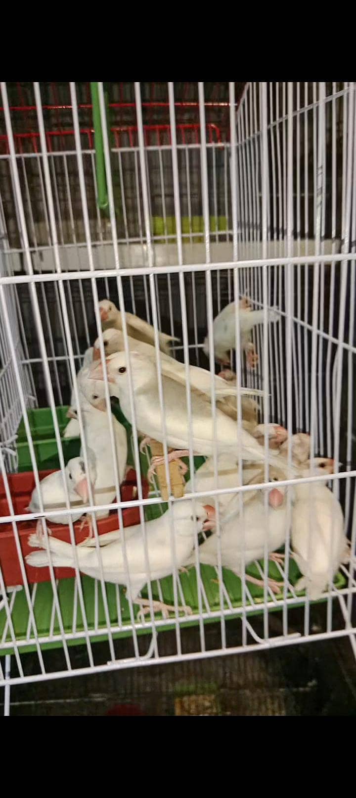 conure java lovebirds 1
