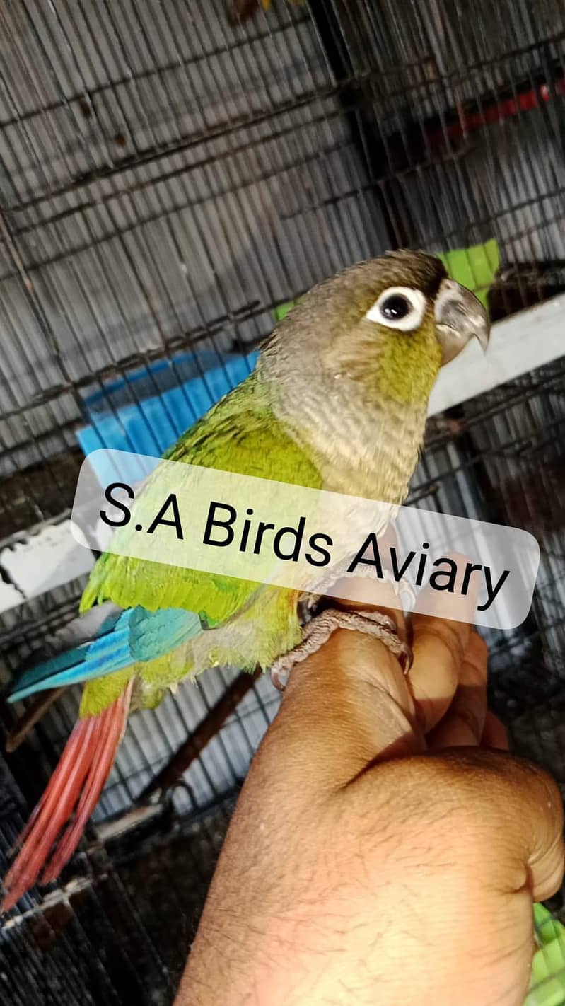 conure java lovebirds 2