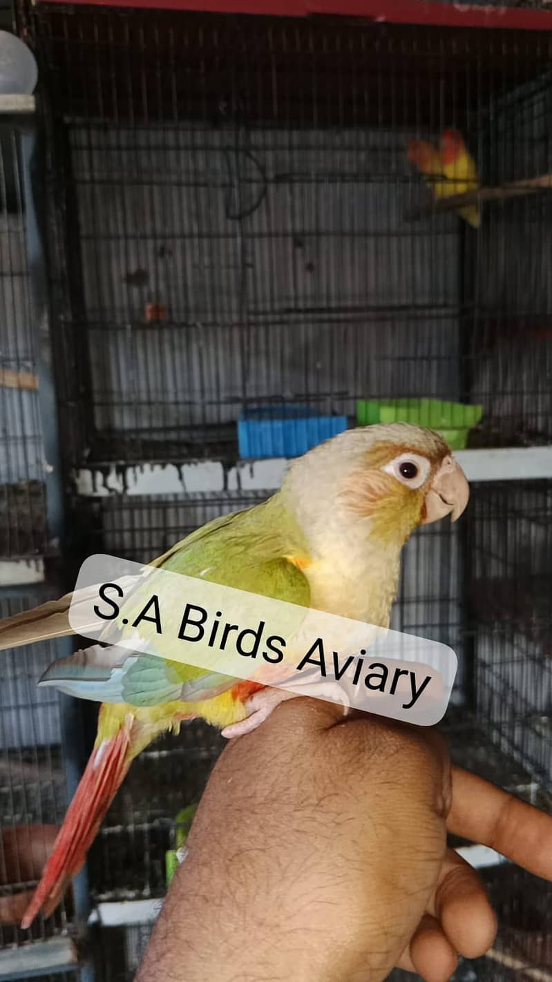 conure java lovebirds 3