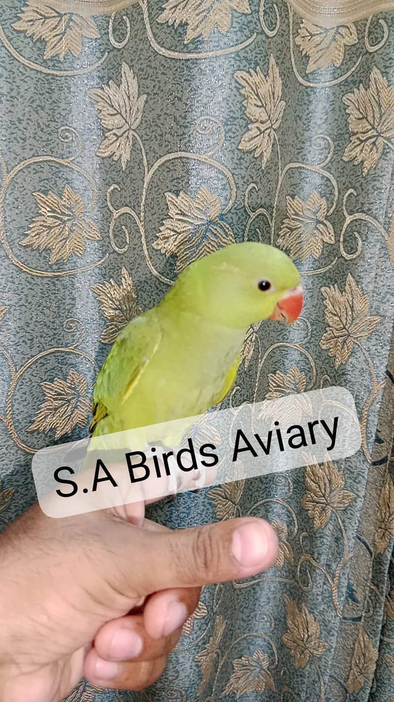 conure java lovebirds 5