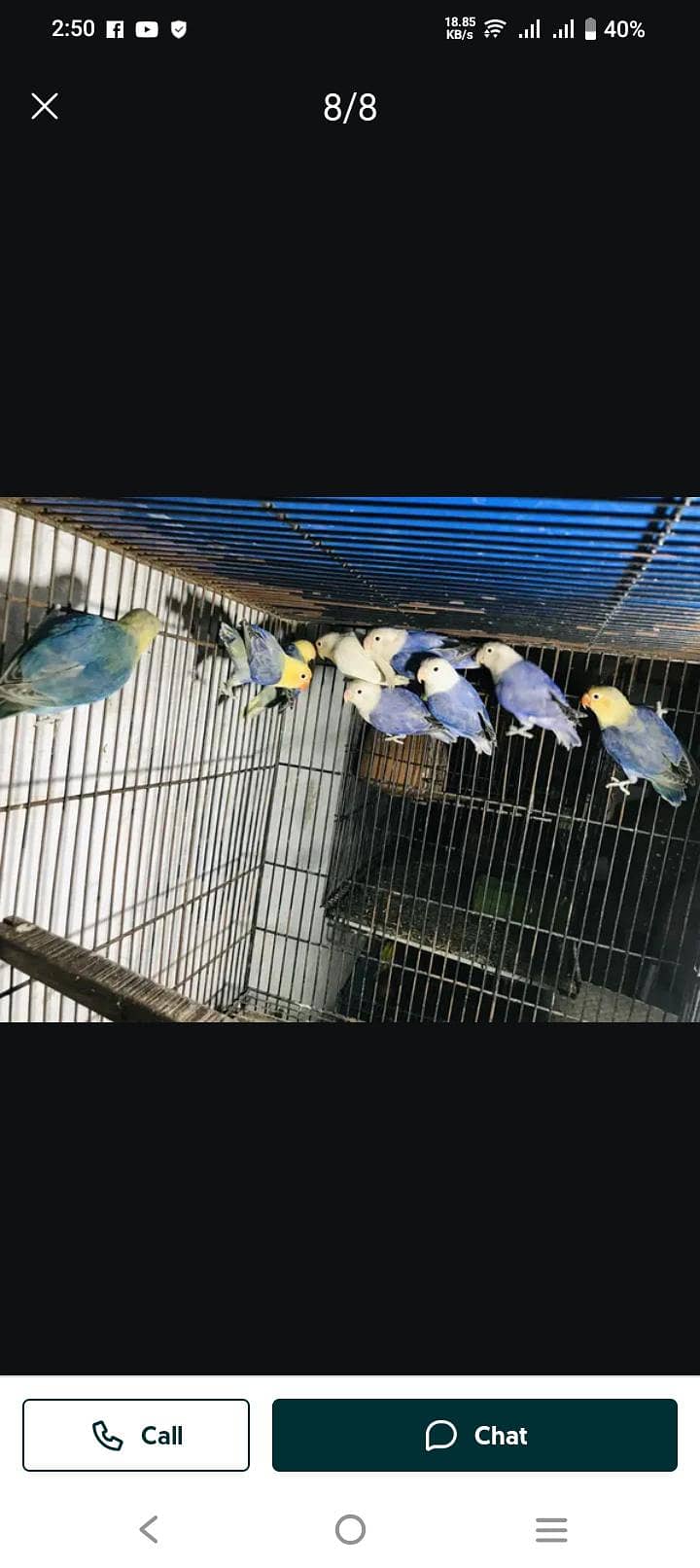 conure java lovebirds 6