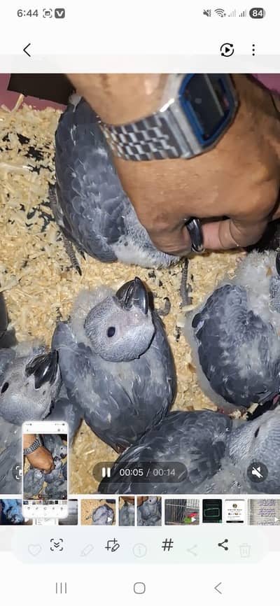 African grey can go baby Rate 1 pic