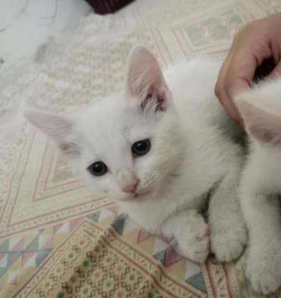 2 months old kittens male or female in reasonable price