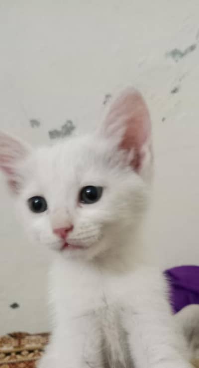 2 months old kittens male or female in reasonable price