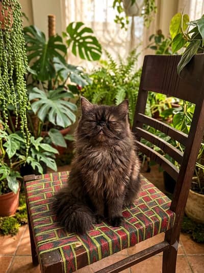 piki face female cat triple cot
