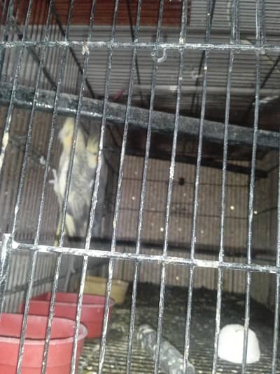 breading pair with big cage and box