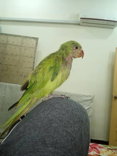 Katha ring neck male no foolish offers