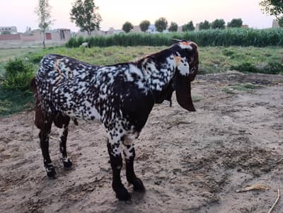 kheera Bakra for Sale beautiful and Healthy