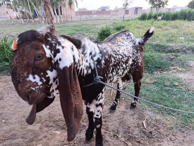 kheera Bakra for Sale beautiful and Healthy — photo 3