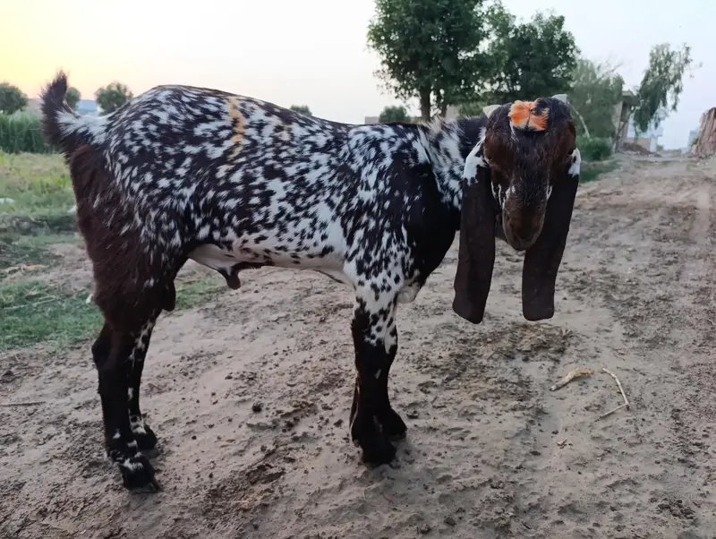 kheera Bakra for Sale beautiful and Healthy — photo 5