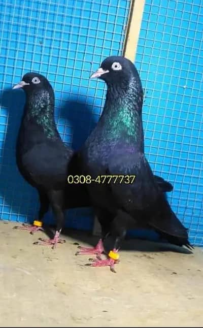 Black Teddy pigeon birds Pure teddy bird medicine Pegions kabutar