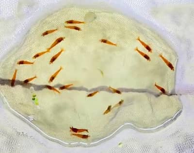 Cherry shrimps