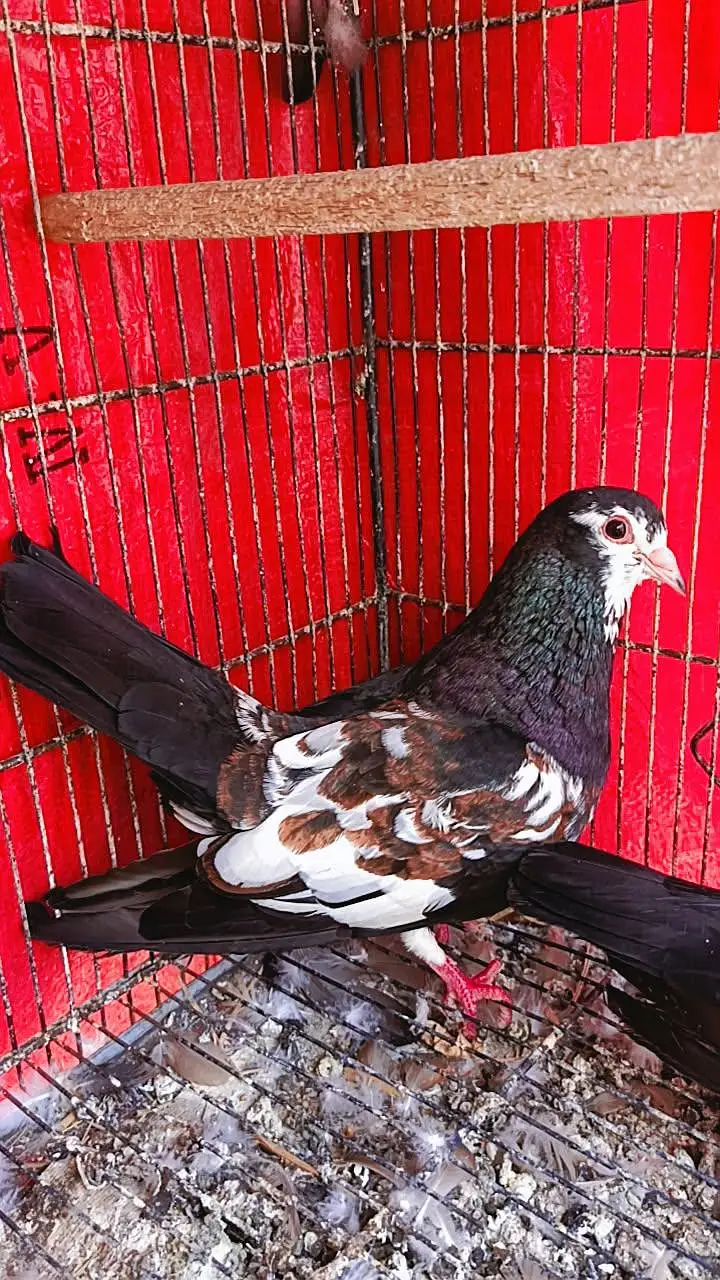 Chap guldar and Ketly kachpary — photo 2