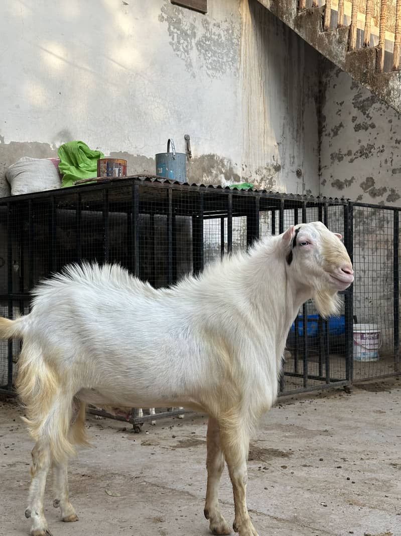 Taddy bakra 1